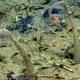These bone-munching worms have been named after Jabba the Hutt, because of the obvious resemblance.